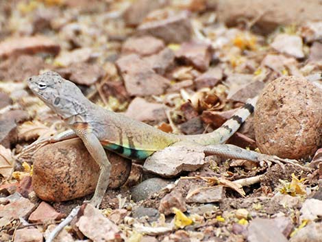 Zebra-tailed Lizard (Callisaurus draconoides)