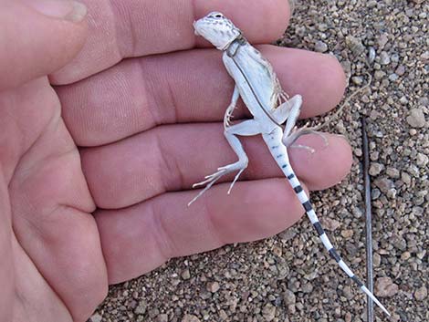 Zebra-tailed Lizard (Callisaurus draconoides)