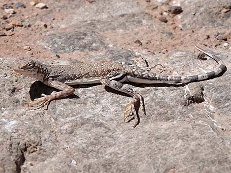 Zebra-tailed Lizard (Callisaurus draconoides)