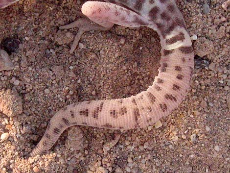 Western Banded Gecko (Coleonyx variegatus)