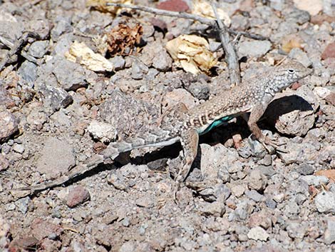 Greater Earless Lizard (Cophosaurus texanus)