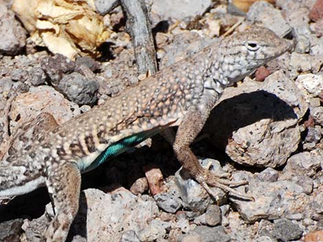 Greater Earless Lizard (Cophosaurus texanus)