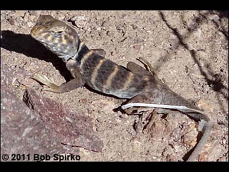 Great Basin Collared Lizard (Crotaphytus bicinctores)