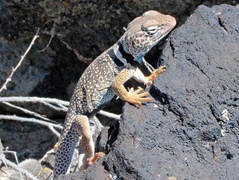 Great Basin Collared Lizard (Crotaphytus bicinctores)