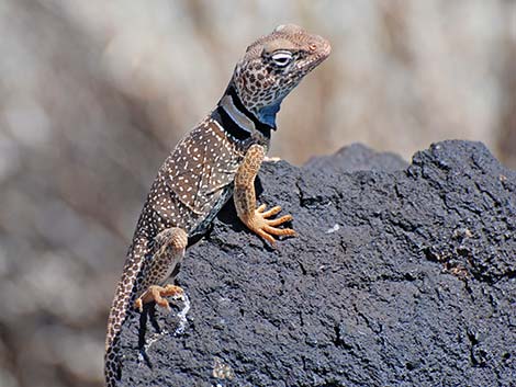 Great Basin Collared Lizard (Crotaphytus bicinctores)