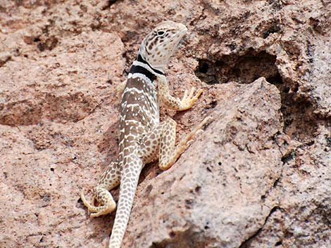 Great Basin Collared Lizard (Crotaphytus bicinctores) 