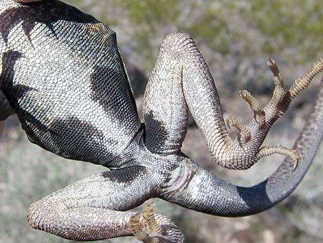 Great Basin Collared Lizard (Crotaphytus bicinctores)