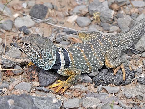 Great Basin Collared Lizard (Crotaphytus bicinctores)