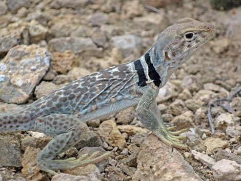 Great Basin Collared Lizard (Crotaphytus bicinctores)