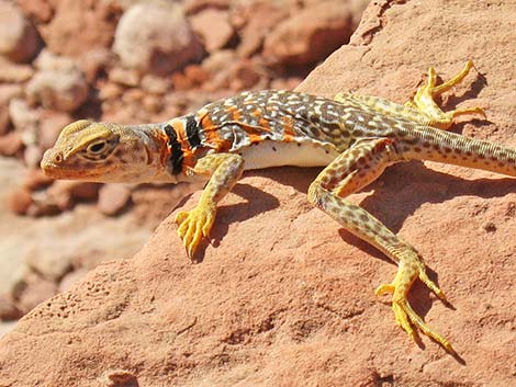 Common Collared Lizard (Crotaphytus collaris)