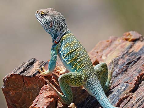 Common Collared Lizard (Crotaphytus collaris)