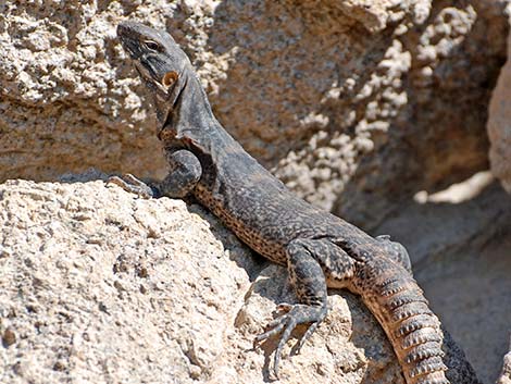 Spiny-tailed Iguana (Ctenosaura hemilopha)