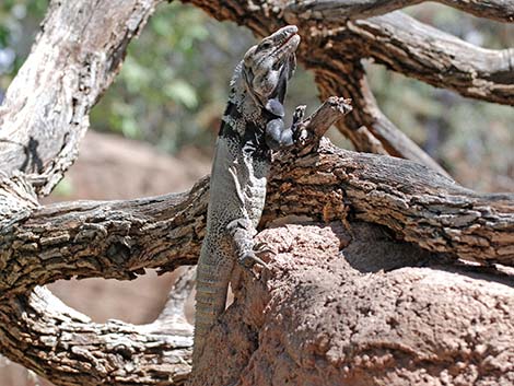 Spiny-tailed Iguana (Ctenosaura hemilopha)