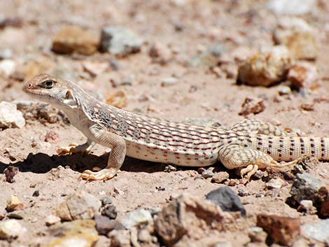 Desert Iguana (Dipsosaurus dorsalis) 