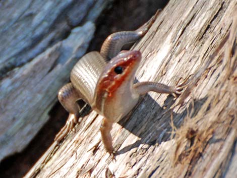 Broad-headed Skink (Eumeces laticeps)