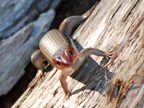 Broad-headed Skink (Eumeces laticeps)