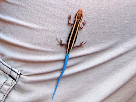 Great Basin Skink (Plestiodon skiltonianus utahensis)