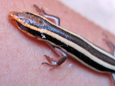 Great Basin Skink (Plestiodon skiltonianus utahensis)