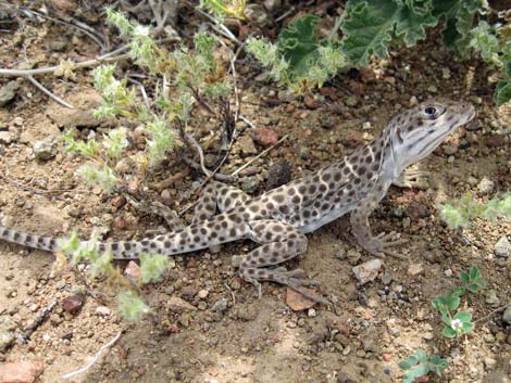 Long-nosed Leopard Lizard (Gambelia wislizenii) 