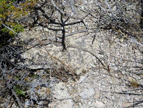 Leopard Lizard (Gambelia wislizenii)