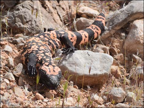 Banded Gila Monster (Heloderma suspectus cinctum)