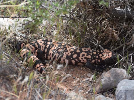 Gila Monster (Heloderma suspectus)