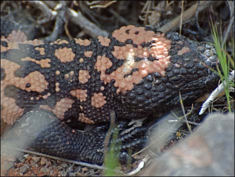 Gila Monster (Heloderma suspectus)