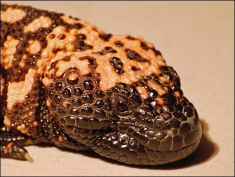 Gila Monster (Heloderma suspectus)