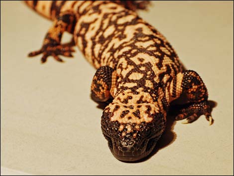 Gila Monster (Heloderma suspectus)