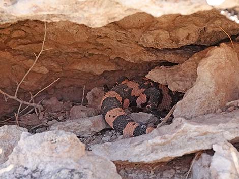 Gila Monster (Heloderma suspectus)