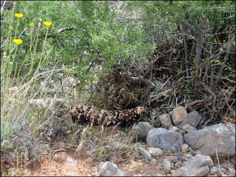 Gila Monster (Heloderma suspectus)