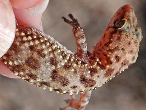 Mediterranean House Gecko (Hemidactylus turcicus)