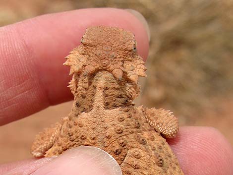 Short-horned Lizard (Phrynosoma douglassii)