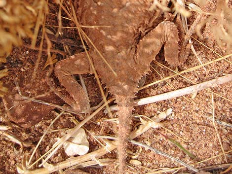 Short-horned Lizard (Phrynosoma douglassii)