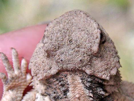 Short-horned Lizard (Phrynosoma douglassii)