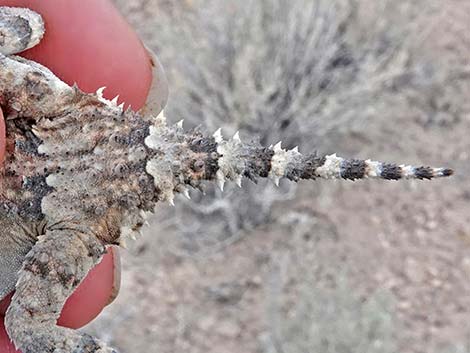 Northern Desert Horned Lizard (Phrynosoma platyrhinos platyrhinos)