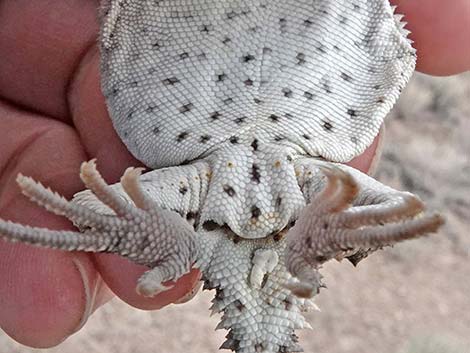 Northern Desert Horned Lizard (Phrynosoma platyrhinos platyrhinos)