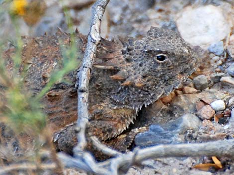 Regal Horned Lizard (Phrynosoma solare)