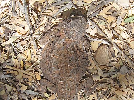 Regal Horned Lizard (Phrynosoma solare)