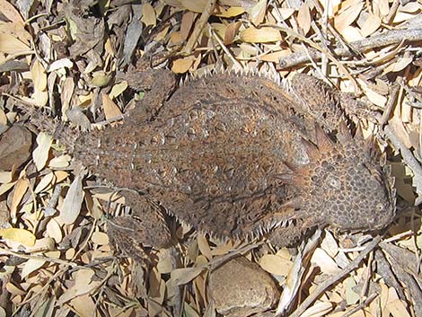 Regal Horned Lizard (Phrynosoma solare)