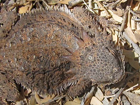 Regal Horned Lizard (Phrynosoma solare)