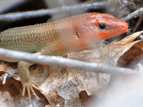 Western Red-tailed Skink (Plestiodon gilberti rubricaudatus)