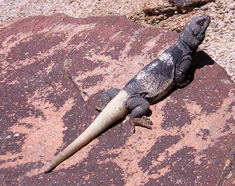 Common Chuckwalla (Sauromalus ater)