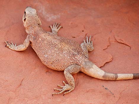 Common Chuckwalla (Sauromalus ater)