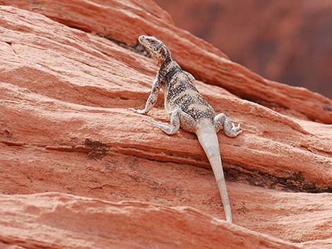 Common Chuckwalla (Sauromalus ater)