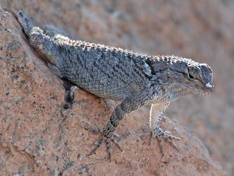 Sonoran Spiny Lizard (Sceloporus clarkii clarkii)