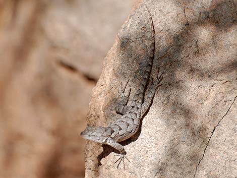 Sonoran Spiny Lizard (Sceloporus clarkii clarkii)