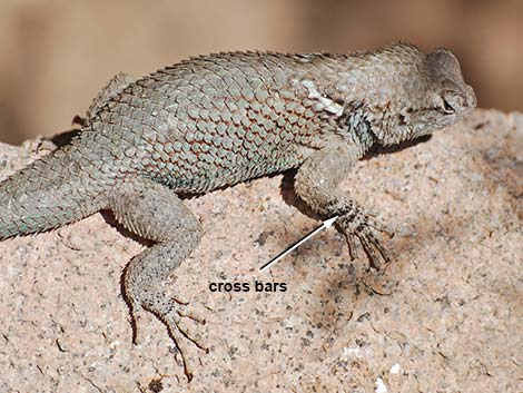 Sonoran Spiny Lizard (Sceloporus clarkii clarkii)