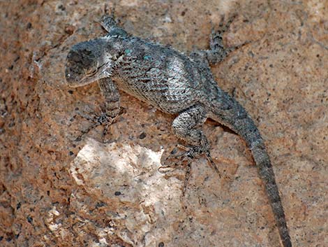 Sonoran Spiny Lizard (Sceloporus clarkii clarkii)