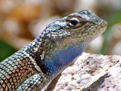 Sonoran Spiny Lizard (Sceloporus clarkii clarkii)